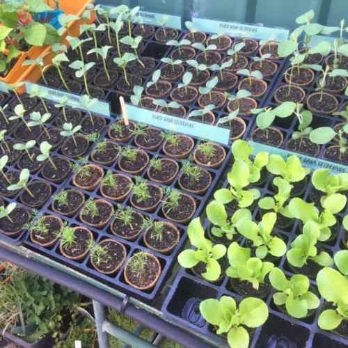 seedling stock